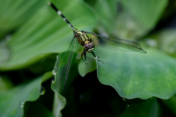 A green elephant dragonfly is sunning itself on a blade of grass
