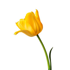 Vibrant yellow tulip flower in full bloom with green stem isolated on white background. Perfect for spring, nature, and floral themes.