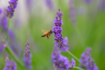 A small bee is flying around a lavender flower to collect pollen and nectar.png
