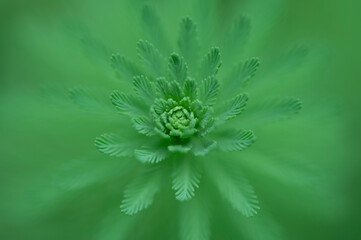 Macro photo of a parrot feather plant in the middle against a green background
