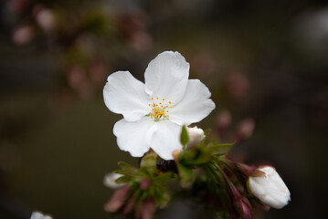A single white cherry blossom blooms early in Japan
