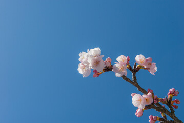 Single sakura flower on cloudless blue sky