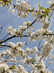 cherry tree blossom