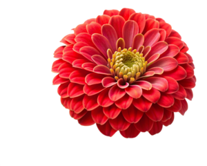 Red Zinnia Flower Head - Vibrant Floral Image for Design