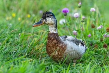 A moulting multicolored mallard duck standing in a meadow with green grass and yellow and purple flowers.
