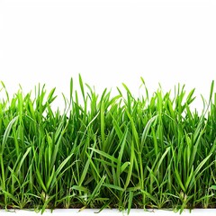 Obraz premium Fresh green grass border isolated isolated on white background 
