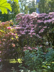 Naklejka premium pink flowers 