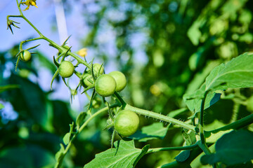 Unripe Green Tomatoes on Vine in Sunlight from Low Perspective