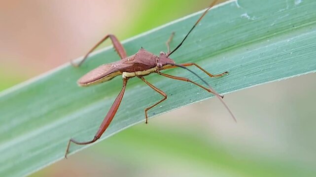 The starfish (Leptocorisa oratorius Fabricius, (Hemiptera:Alydidae); syn. Leptocorisa acuta) is an insect that is an important pest of cultivated plants, especially rice