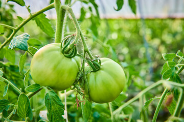 Green Tomatoes on Vine in Greenhouse Eye-Level Perspective