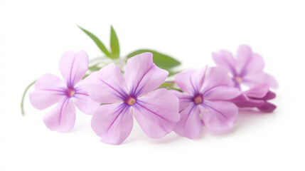 Obraz premium A close-up of pink and white phlox flowers against a white background.