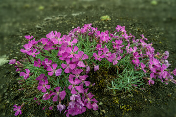 Plants and flowers in the garden in a garden of country house