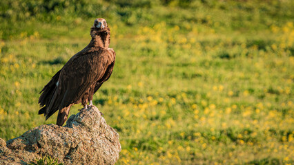 Black vulture perched on a rock viewing the horizon in its natural environment