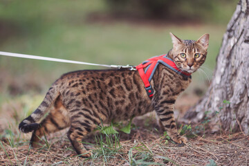 Adult spotted Bengal cat is playing in the forest. Domestic purebred pet is walking outdoor on the lawn.  a pet wandering outdor adventure.