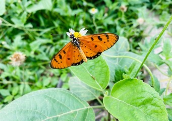 The beauty of butterflies is a form of greatness of God, and among the many types, this is one of the types of butterflies. Orange butterflies flying in the garden. spreading wings butterfly on a leaf
