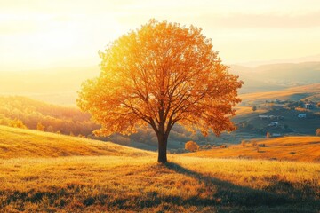 Fototapeta premium In the high mountains there is a lonely large tree standing among the leaves and rays of sunlight light up its branches. The sky is blue and the scenery is beautiful.