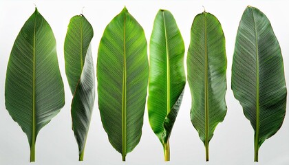 green leaves isolated on white.environment, single, botanical