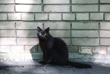 A black yellow-eyed cat sits near a white brick wall