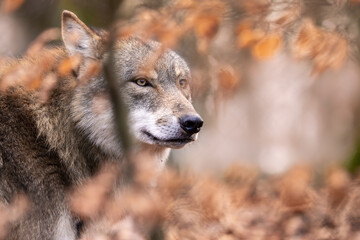 wolf in the forest