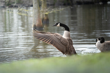 canada goose on the lake