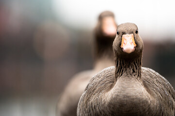 close up of a bird