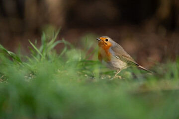 robin in the grass