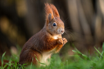 squirrel in the park
