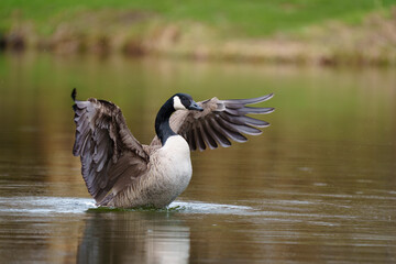canada goose swimming