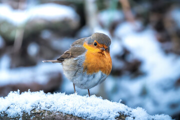 robin on snow