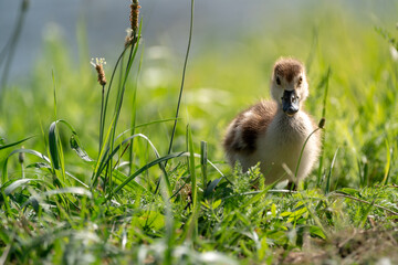 Baby Goose in the grass
