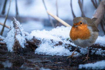 robin on snow