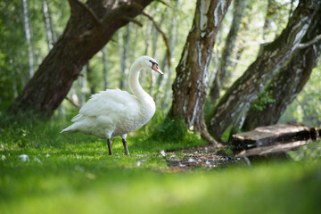 white swan in the park