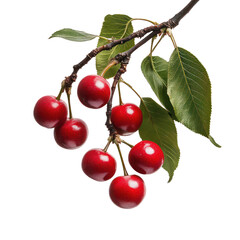  Spanish Cherry object isolated on transparent png.