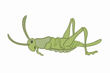 Obraz premium Vector isolated illustration of female jumping grasshopper.