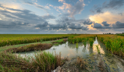 Rice fields in the Albufera of Valencia (Spain)