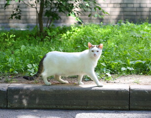 A white cat with a grey striped tail walks along the curb