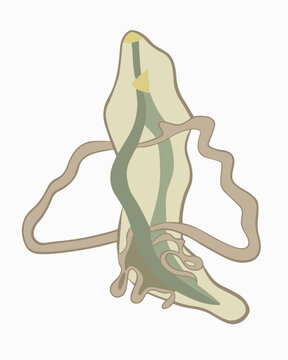 Vector isolated illustration of the structure of a roundworm on a white background.
