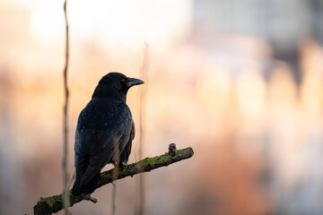blackbird on a branch