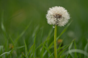 dandelion in the grass
