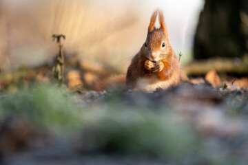 squirrel in the park