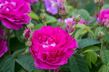 close up of bright pink rose flower head