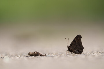 butterfly on the ground