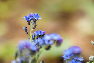 forget me not flowers