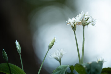 wild flower in the forest