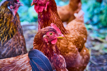 Golden-Brown Chicken Close-Up with Vibrant Plumage and Rural Background