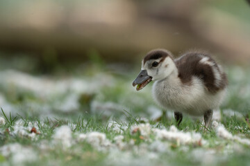 little baby duck