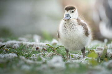 Baby Goose in the Grass