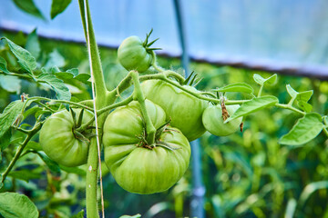 Close-Up of Green Tomatoes on Vine in Daylight