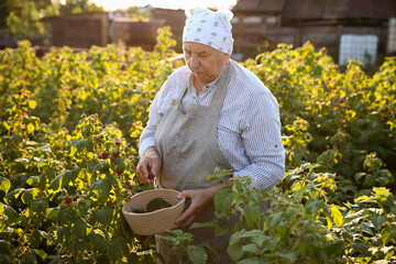 Senior farmer picking fresh ripe raspberries outdoors