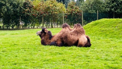 Fototapeta premium camel in the field